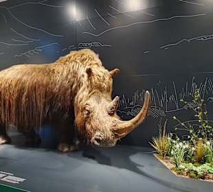 Naturhistorisches Museum