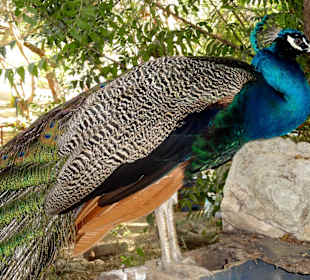 Rundgang durch die Idylle von Mimi´s Eco Farm