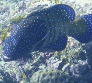 Schnorcheln Marsa Alam