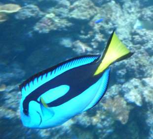 Samoa - Unterwasserwelt