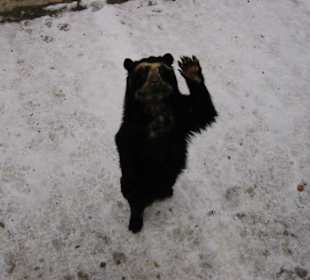 Brillenbär