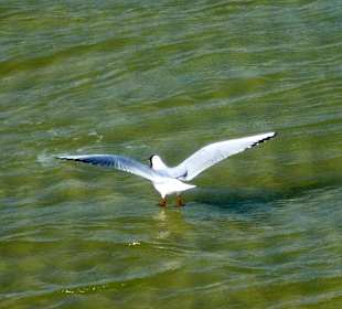 Möwe am Selliner Strand