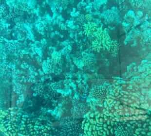 Schnorcheln Makadi Bay