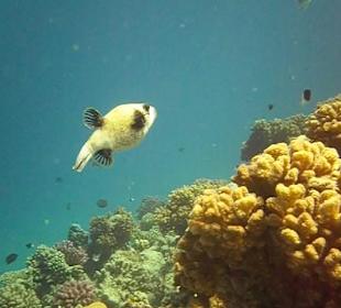 Hausriff Arabella Azur Beach