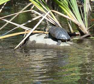 Ausflug in die Mangroven