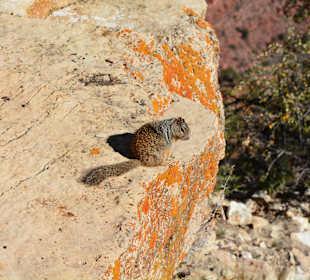 Squirrel am Grand Canyon