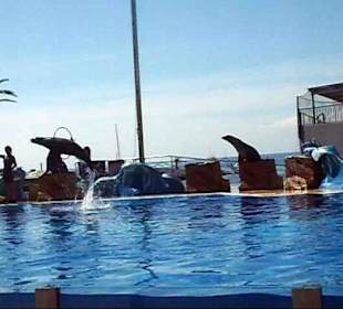 Marineland - Seelöwen - September 2013