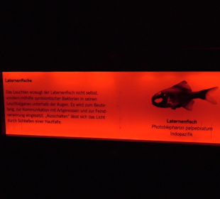 Staatliches Naturkunde Museum