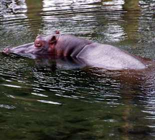 Hippo