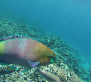 Papageienfisch am Riff