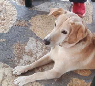 Chefin der Taverne Akrogiali