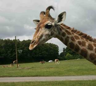 Serengeti Park Hodenhagen