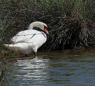 Wandern Caorle