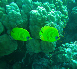 Rotkopf-Falterfische