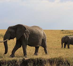Masai Mara