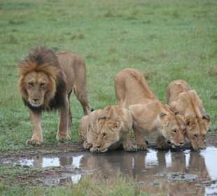 Masai Mara