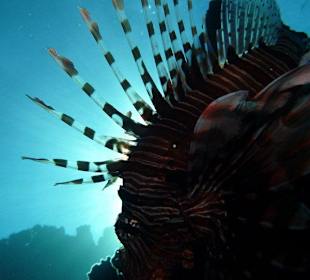 Rotfeuerfisch im Gegenlicht