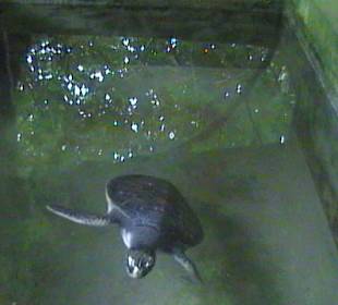 Ältere Schildkröte