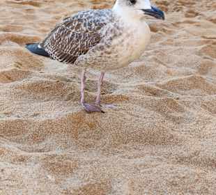 Praia de Nossa Senhora da Rocha