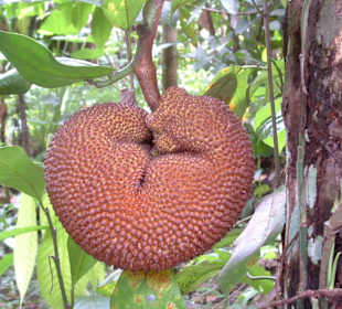 Stachelige Jackfruit
