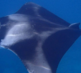 Manta
