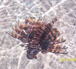 Rotfeuerfisch