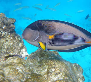 Arabischer Doktorfisch