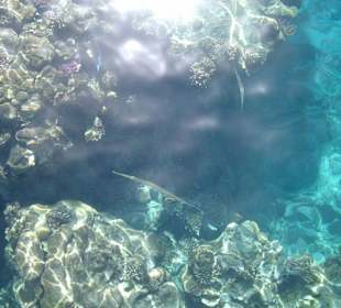 Unterwasserwelt