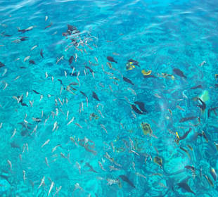 Ausflug zum Schnorcheln