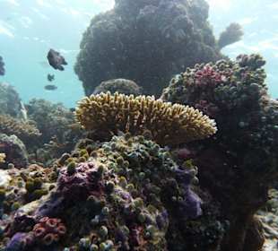 Korallengarten