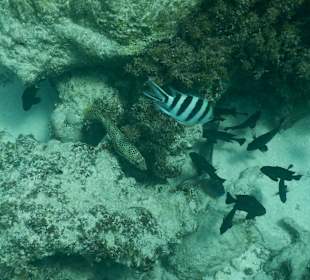 Schnorcheln Mnemba Island Ras Nungwi