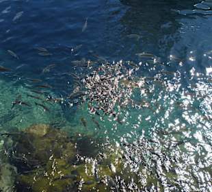 Fischefüttern in Puerto de Mogan