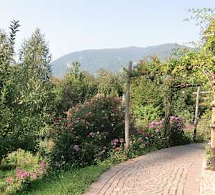 Weg durch den Garten