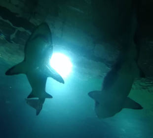 Aquarium / Oceanongrafic