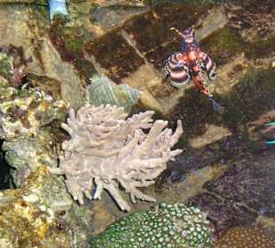 Sonstige Wasserbewohner