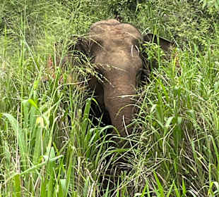 Discovering the elephants thanks to KUMARA
