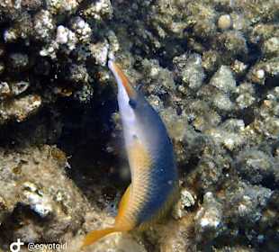 Schnorcheln Hurghada