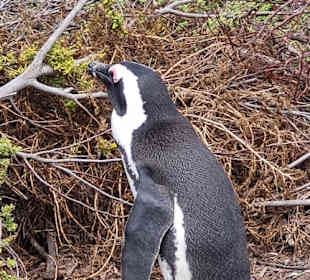 Durch dieses Loch verschwinde ich