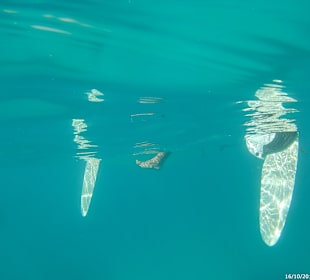 Schnorcheln Bayahibe