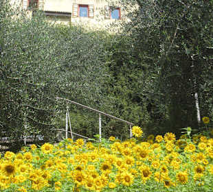 Sonnenblumenfelder und Olivenhaine