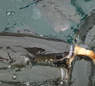 Hafenbecken in Gigantes