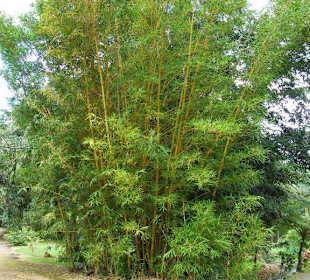 Pflanzenwelt im Park