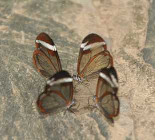 Schmetterling