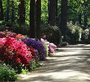 Hauptblüte im Rhododendronpark Bremen
