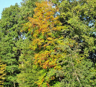Herbst im Bremer Bürgerpark
