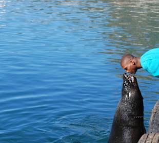 Fütterung der Robbe
