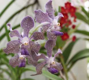 Коллекция орхидей