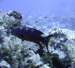 Nurkowanie w Sharm el Sheikh - podwodne życie