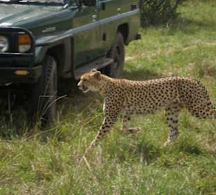 Gepard