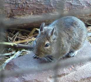Rennmaus 